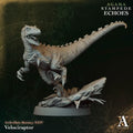 Agama - Velociraptor